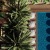 palm trees by a pool